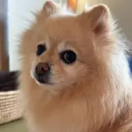 @Chihiro